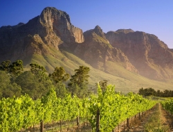 Vineyard in Franschhoek, South Africa