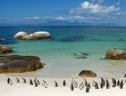 Penguins on Boulder Beach, South Africa